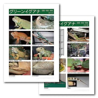 インフォームドコンセントシート：イグアナ：品種、特徴、飼育01