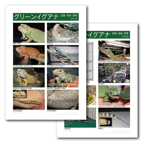 インフォームドコンセントシート：イグアナ：品種、特徴、飼育01