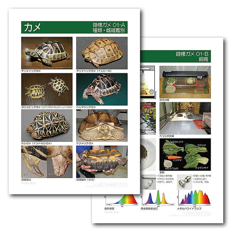 アメンドーラ　大判カメオ　額装済み 新品 希少 大型フルネーム最高ランク シェルカメオ ペルニーチェ