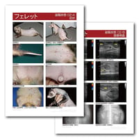 インフォームドコンセントシート：フェレット：副腎疾患02