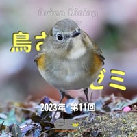 Avian Dining主催  鳥さんゼミ  第11回：生殖器疾患・卵関連疾患 パート2