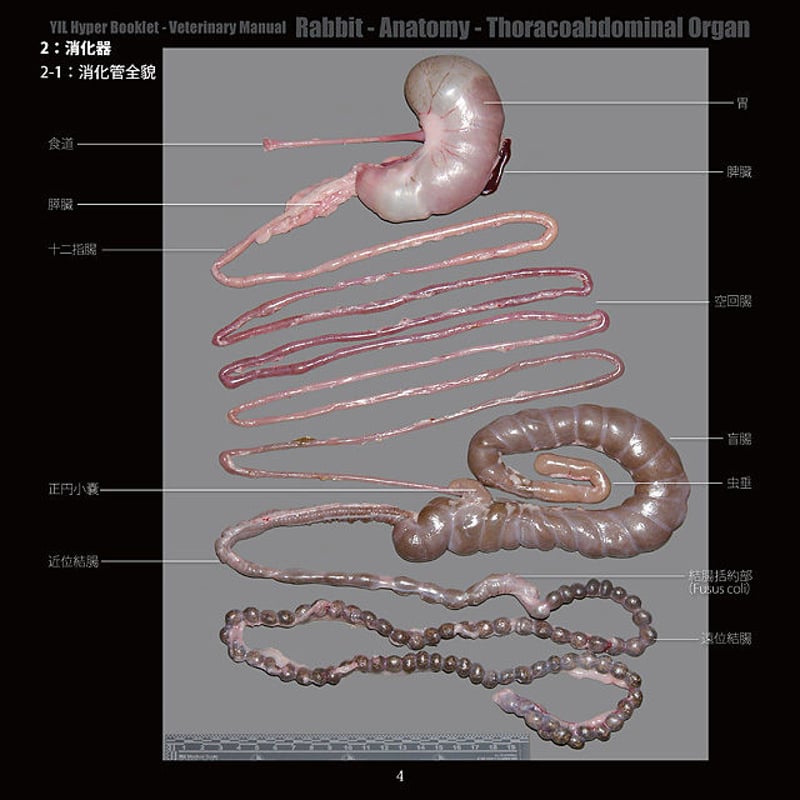 YILハイパーブックレット-ヴェテリナリマニュアル「ウサギ-解剖