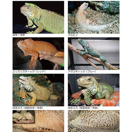 インフォームドコンセントシート：イグアナ：品種、特徴、飼育01