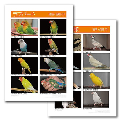 インフォームドコンセントシート：ラブバード：種類、品種01、フィンチ類：種類・品種別01