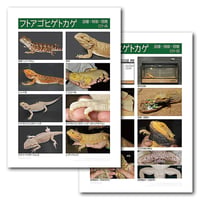 インフォームドコンセントシート：フトアゴヒゲトカゲ：品種、特徴、飼育01