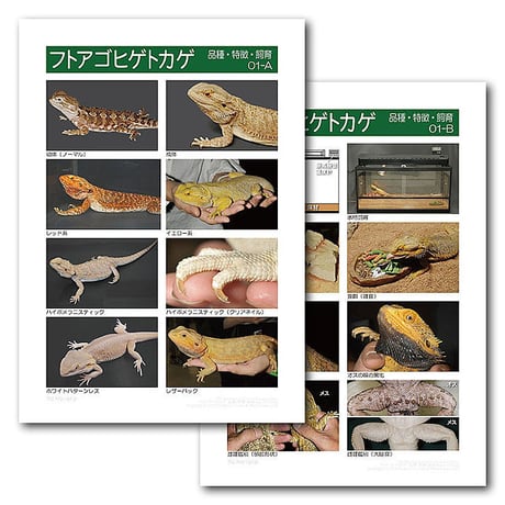 インフォームドコンセントシート：フトアゴヒゲトカゲ：品種、特徴、飼育01