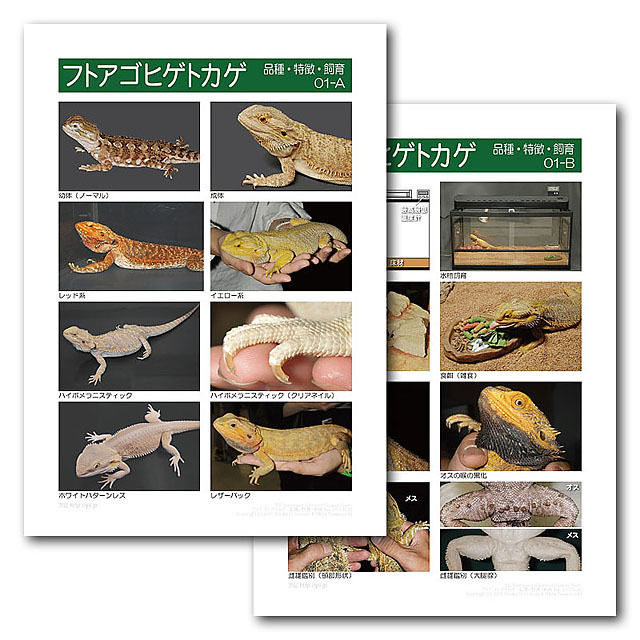 フトアゴヒゲトカゲ インフォームドコンセントシート：フトアゴヒゲトカゲ：品種