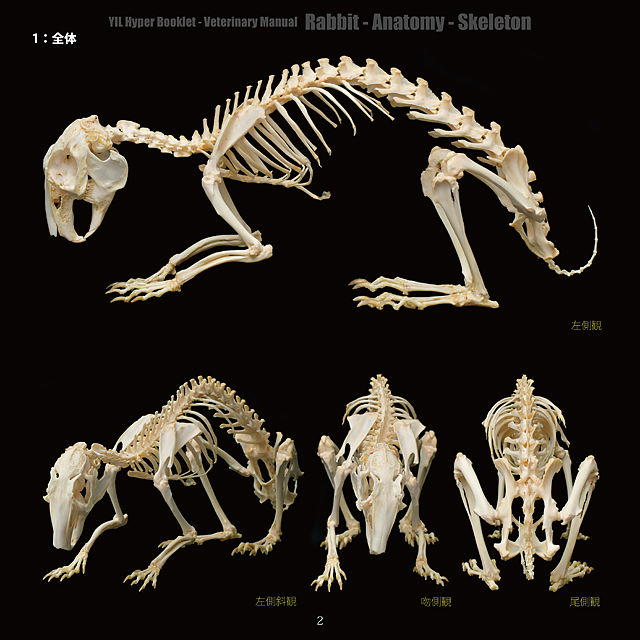 YILハイパーブックレット-ヴェテリナリマニュアル「ウサギ-解剖-骨格