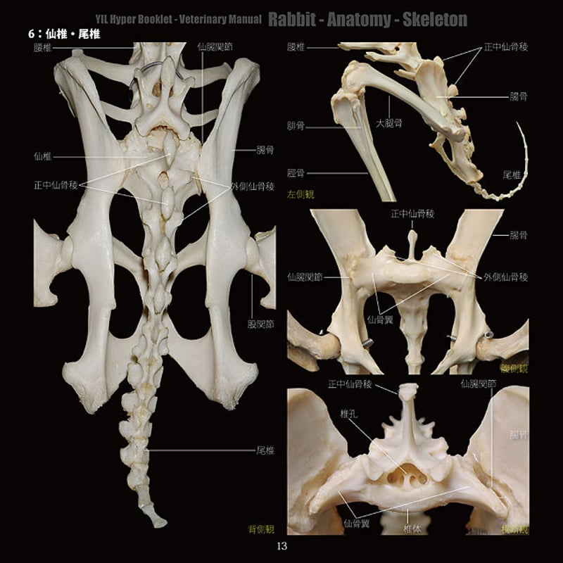 YILハイパーブックレット-ヴェテリナリマニュアル「ウサギ-解剖-骨格