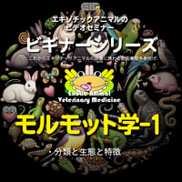 エキゾチックアニマルビデオセミナー：ビギナーシリーズ：モルモット学-1