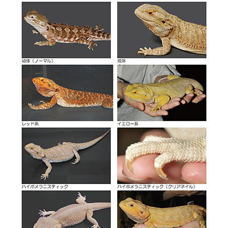 インフォームドコンセントシート：フトアゴヒゲトカゲ：品種、特徴