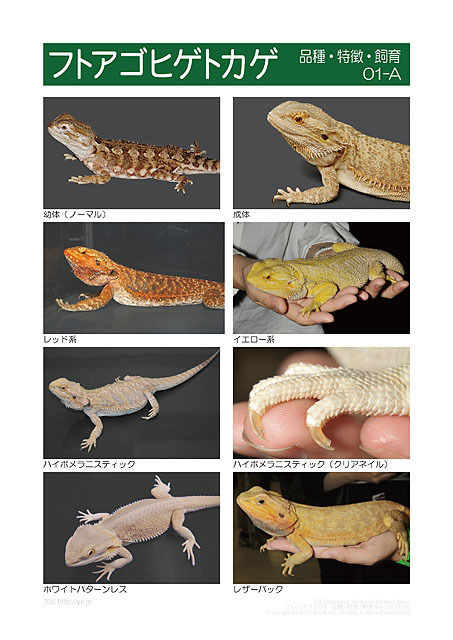 フトアゴヒゲトカゲ インフォームドコンセントシート：フトアゴヒゲトカゲ：品種