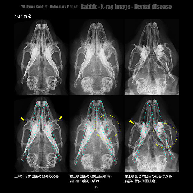 YILハイパーブックレット-ヴェテリナリマニュアル「ウサギ-X線画像