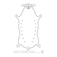 ゑぺたん：ハムスター：体表-腹側