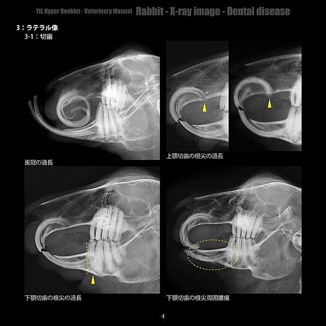 YILハイパーブックレット-ヴェテリナリマニュアル「ウサギ-X線画像