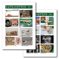 インフォームドコンセントシート：ヒョウモントカゲモドキ：飼育01・疾患01