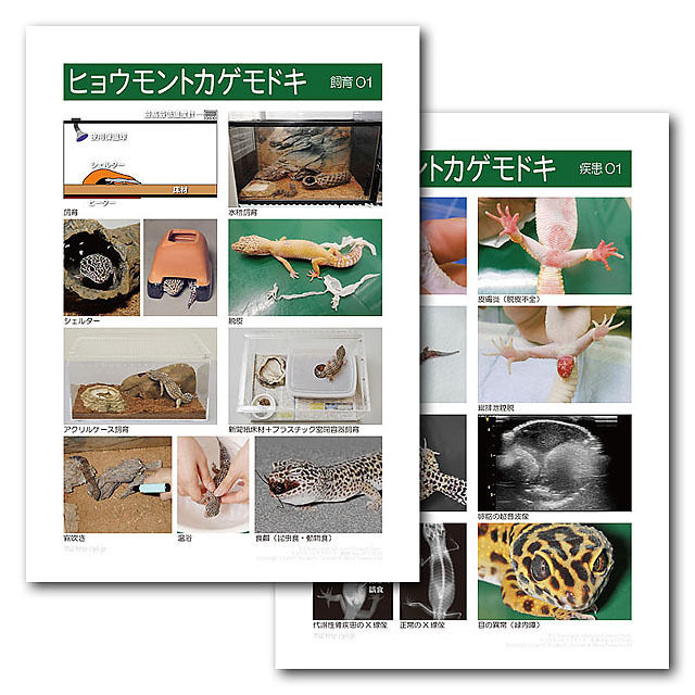 インフォームドコンセントシート：ヒョウモントカゲモドキ：飼育
