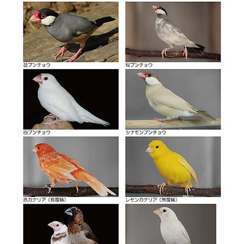 インフォームドコンセントシート：ラブバード：種類、品種01、フィンチ