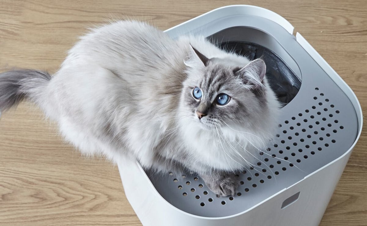 モデキャットリターボックス（Modkat Litter Box） | フェローエヴォル