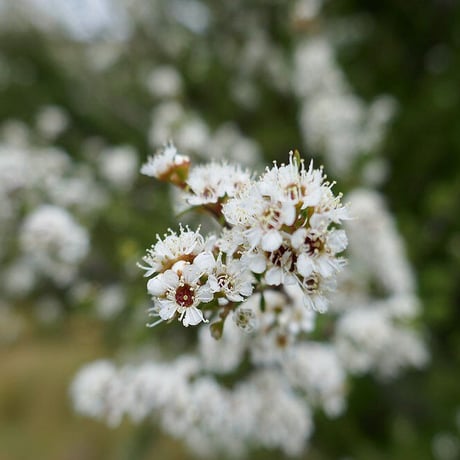 RONGO HONEY, モノフローラルマヌカハニー MGO260＋ 250g