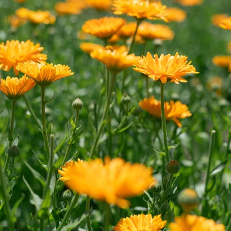 SORRY KOUBOU,【スキンオイル】CALENDULA CHAMOMILE OIL／カレンデュラ・カモミールオイル30ml