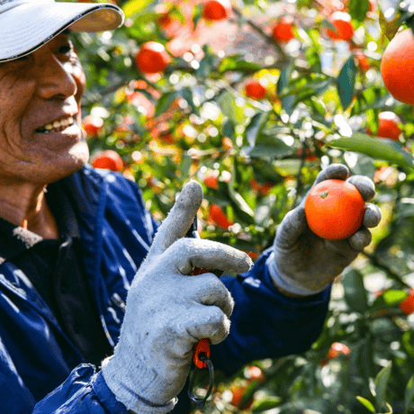 GOOD MORNING FARM, ブラッドオレンジシロップ煮
