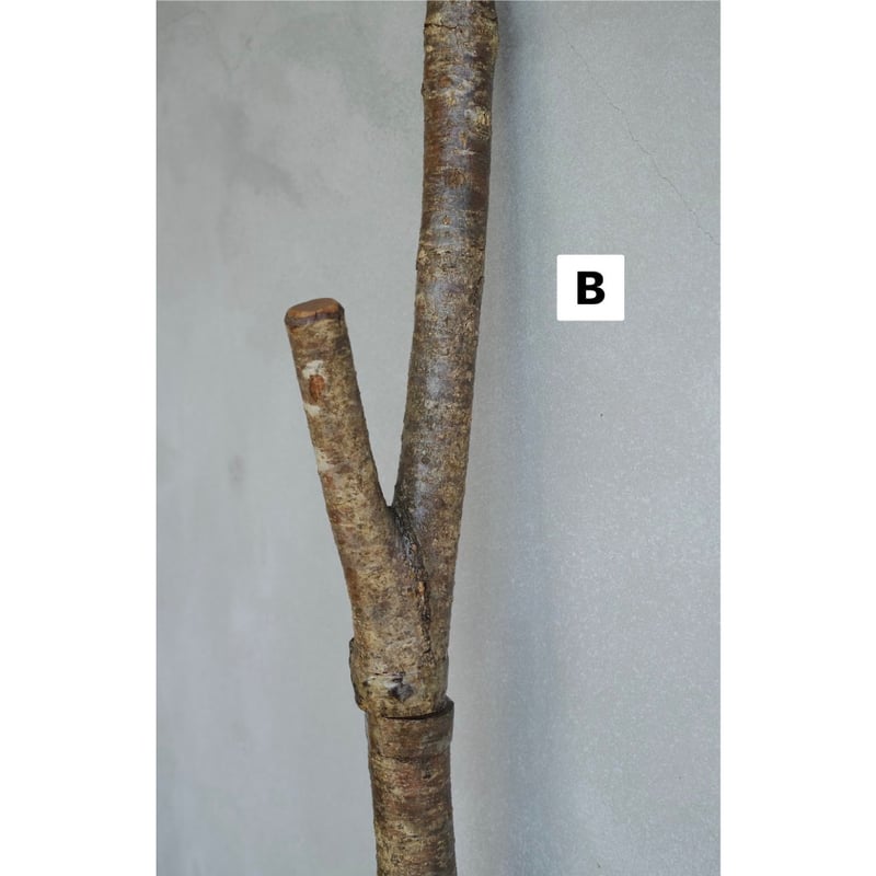 ENTOHOポール | Purveyors