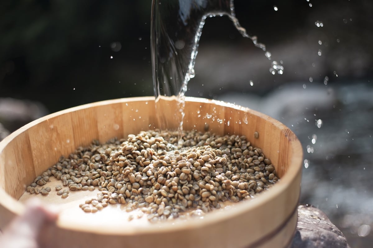 さつまいも農家が焙煎する珈琲『龍神奥辺路ブレンド・ドラゴン