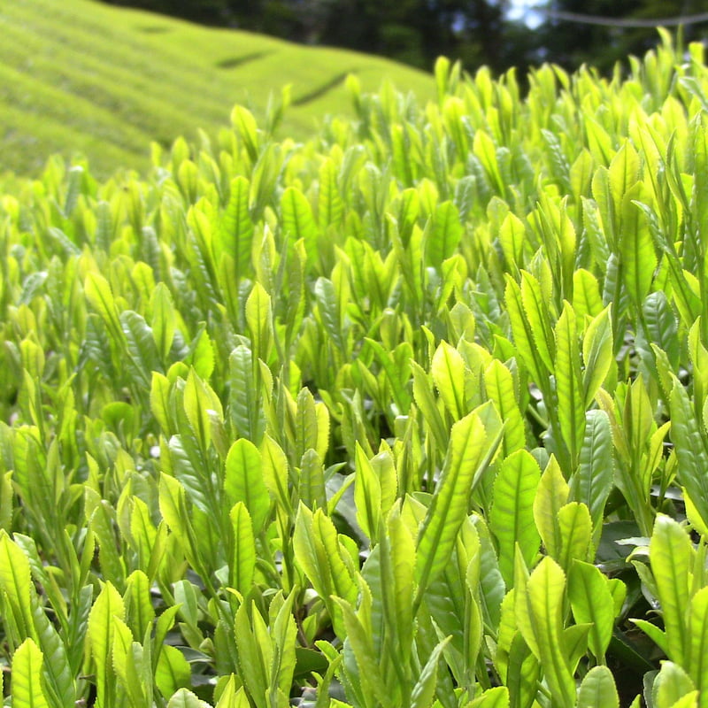 荼けんぴ 袋入り《煎茶》 | 蜜香屋（みっこうや）