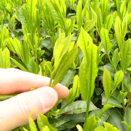 荼けんぴ   缶入り《煎茶》