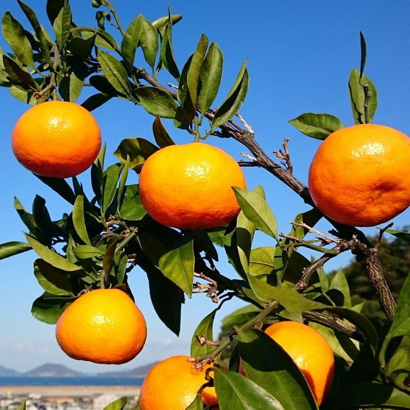 12月限定・完全予約・20箱】樹上完熟みかん（早生温州・1箱5kg