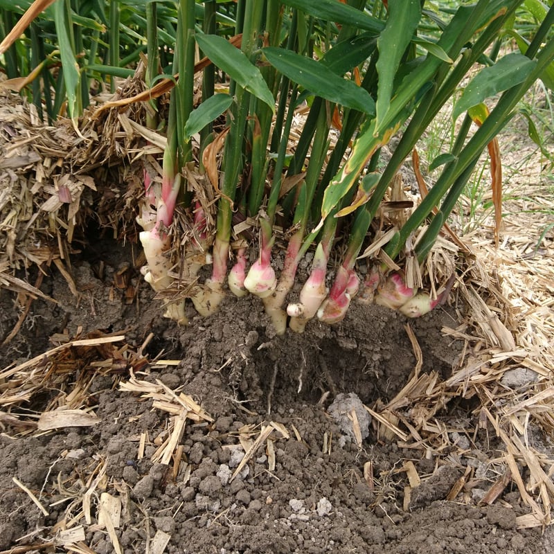 11月限定・完全予約】『新生姜』1箱（5kg入） | 『食の劇場 Webストア』