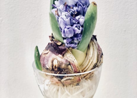 Bulb Vase