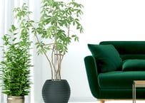 【東京23区限定】緑がつくるやわらかな時間＜オーダー制：植物のコーディネート＞