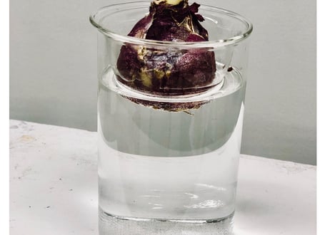 Bulb Vase