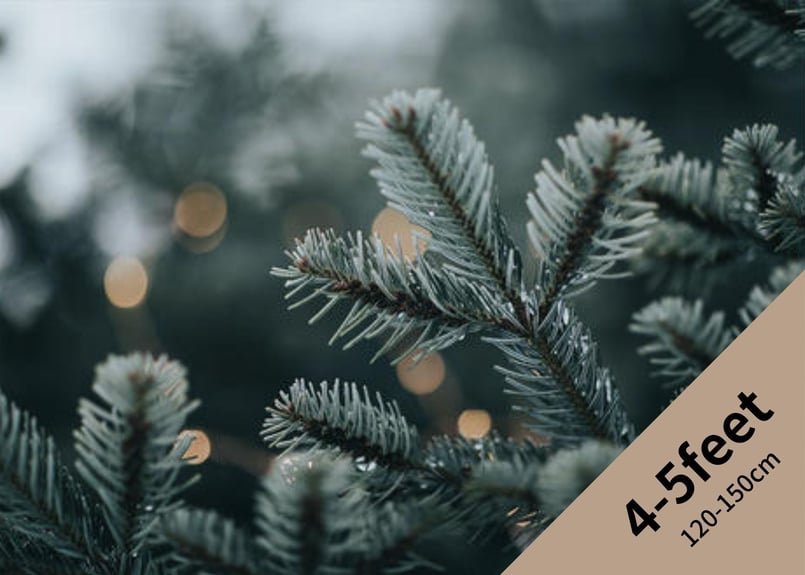 2025/オレゴン産モミの木Oregon Abies Firma / 4-5feet / 12