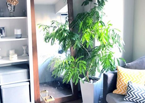 【東京23区限定】緑がつくるやわらかな時間＜オーダー制：植物のコーディネート＞
