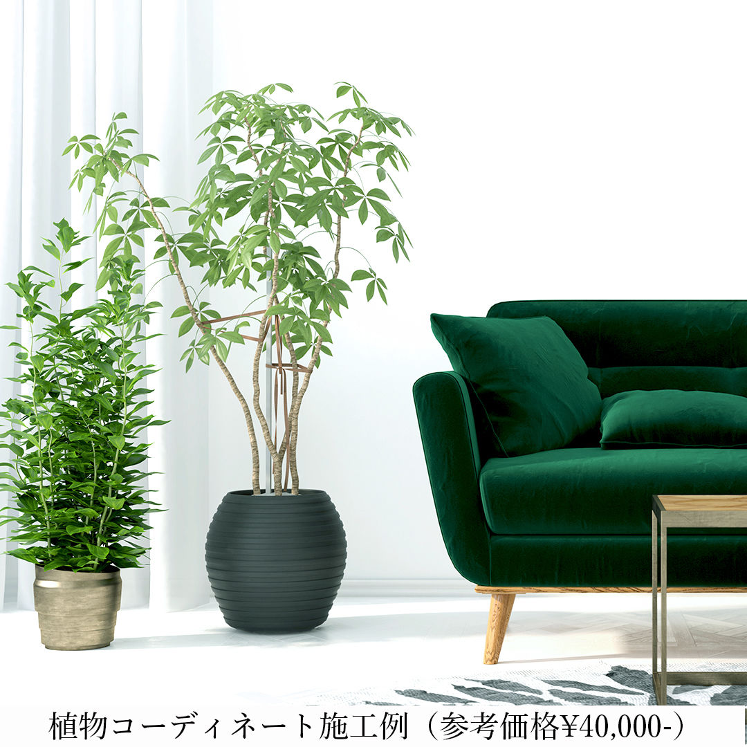 東京23区限定】緑がつくるやわらかな時間＜オーダー制：植物の