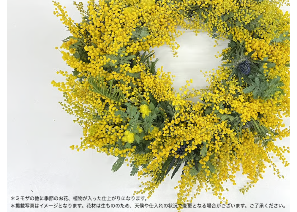 ＊ミモザ生花＊　ご相談窓口〈2026年〉フレッシュミモザ ミモザの畑 去年の満開時期は3/20頃でした。今年は早まるのか？2026.1 花束・切花