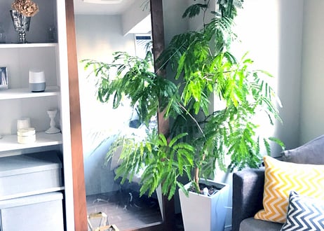 【東京23区限定】緑がつくるやわらかな時間＜オーダー制：植物のコーディネート＞