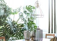 【東京23区限定】緑がつくるやわらかな時間＜オーダー制：植物のコーディネート＞