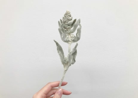ラムズイヤーのリース