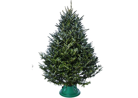 2025/オレゴン産モミの木Oregon Abies Firma  /8-9feet / 230-270cm【予約販売商品のためキャンセル不可】