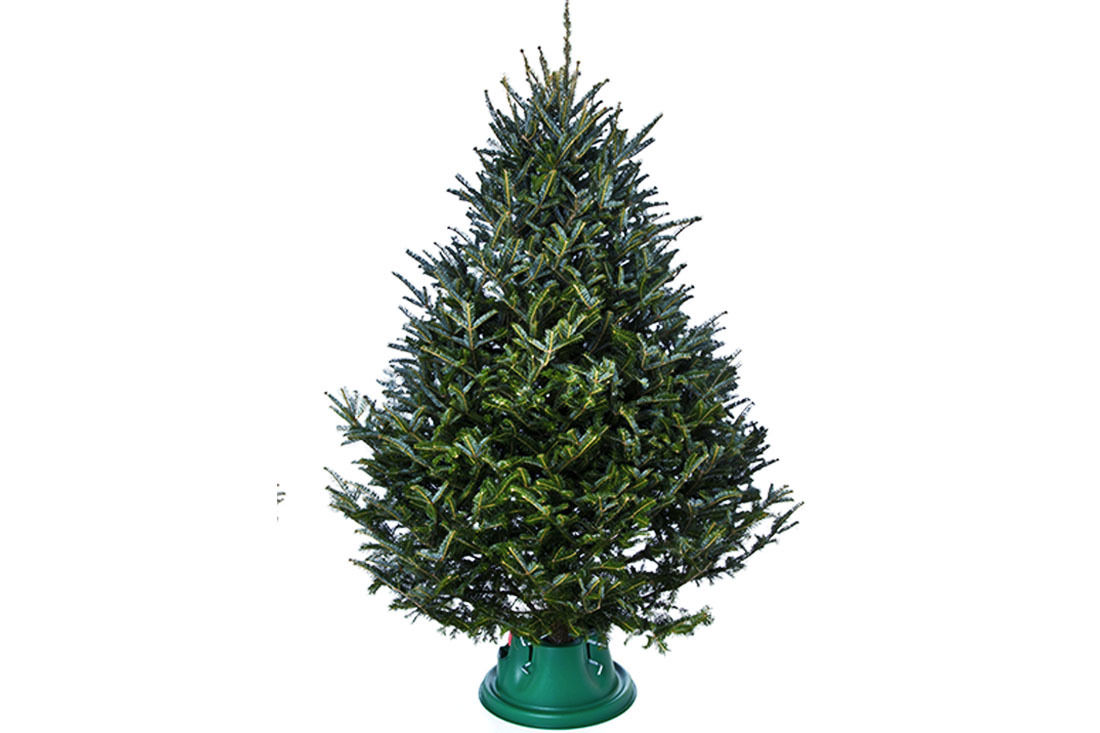 みぃ❣️オレゴン産モミ　クリスマスリース　直径28〜30㎝ みぃ様専用❣️オレゴン産モミ クリスマスリース 直径28〜30㎝