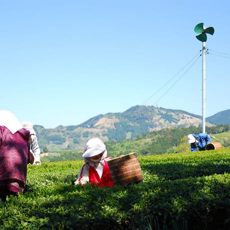 伝承の茶(でんしょうのちゃ)　掛川産限定深蒸し茶100g