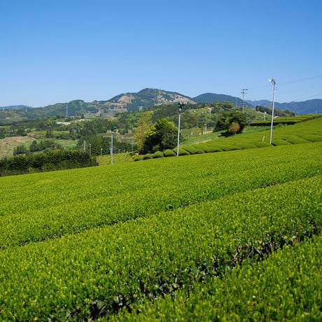 深蒸し茶緑茶ティーバッグ　25包入