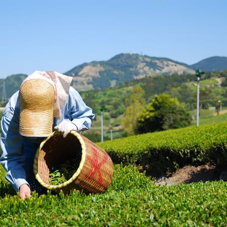 深蒸し茶　朝霧(あさぎり)　100g