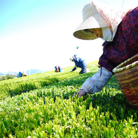 天下一(てんかいち)　深蒸し茶100g
