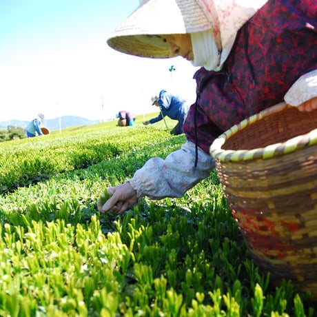 八十八夜摘み(はちじゅうはちやづみ)　深蒸し茶100g