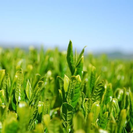 粉茶　100g